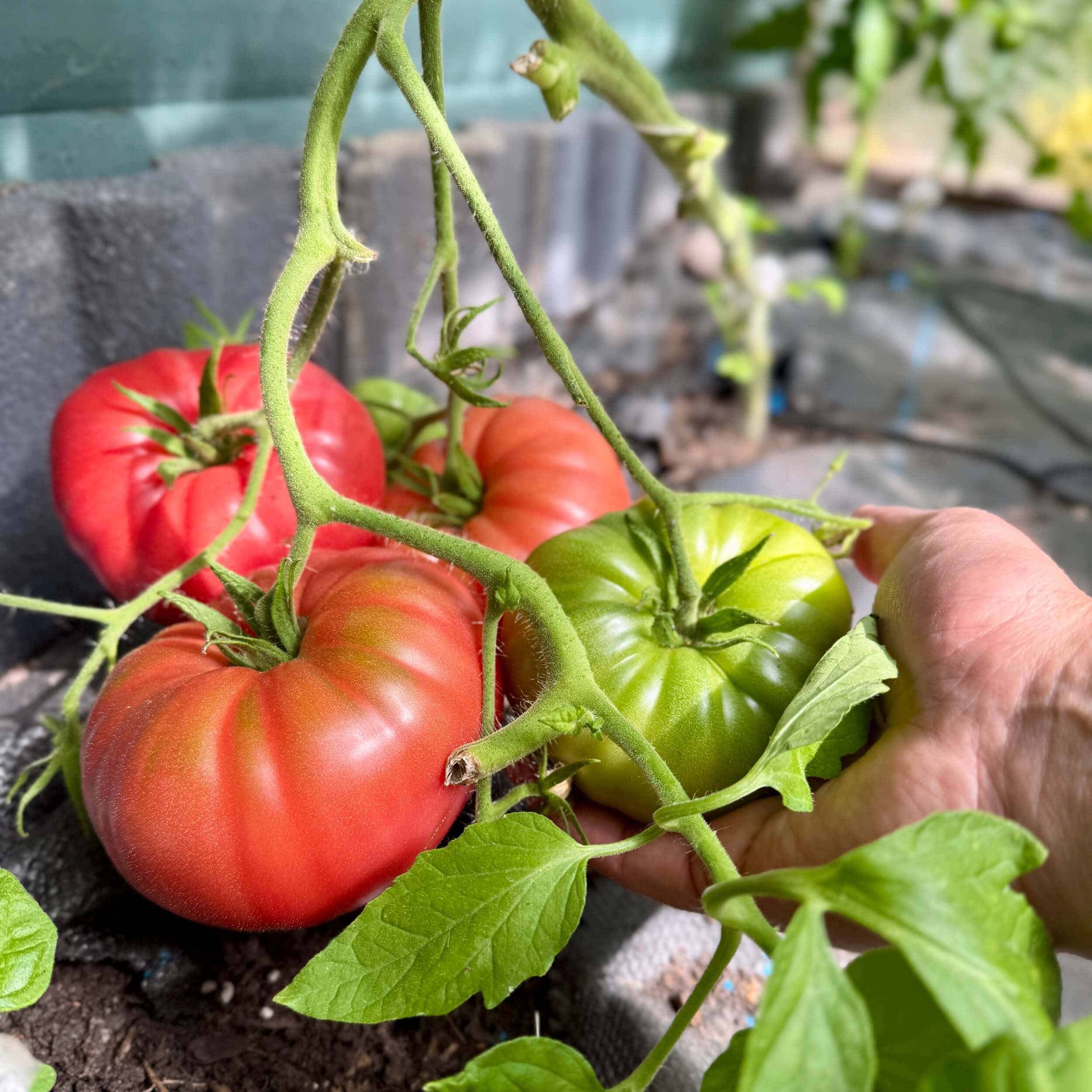 Blick zum Spielvergnügen