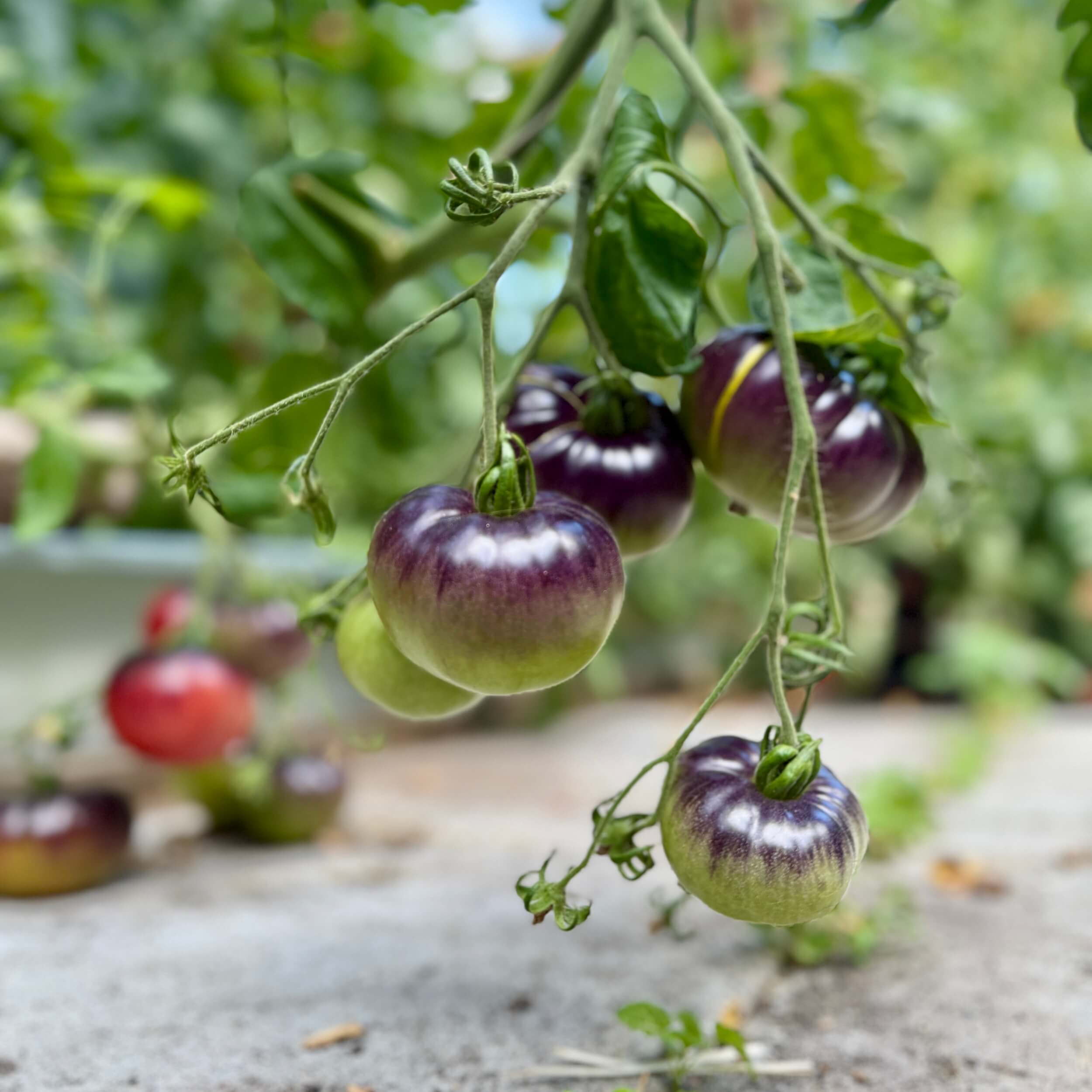 Blick zum Spielvergnügen
