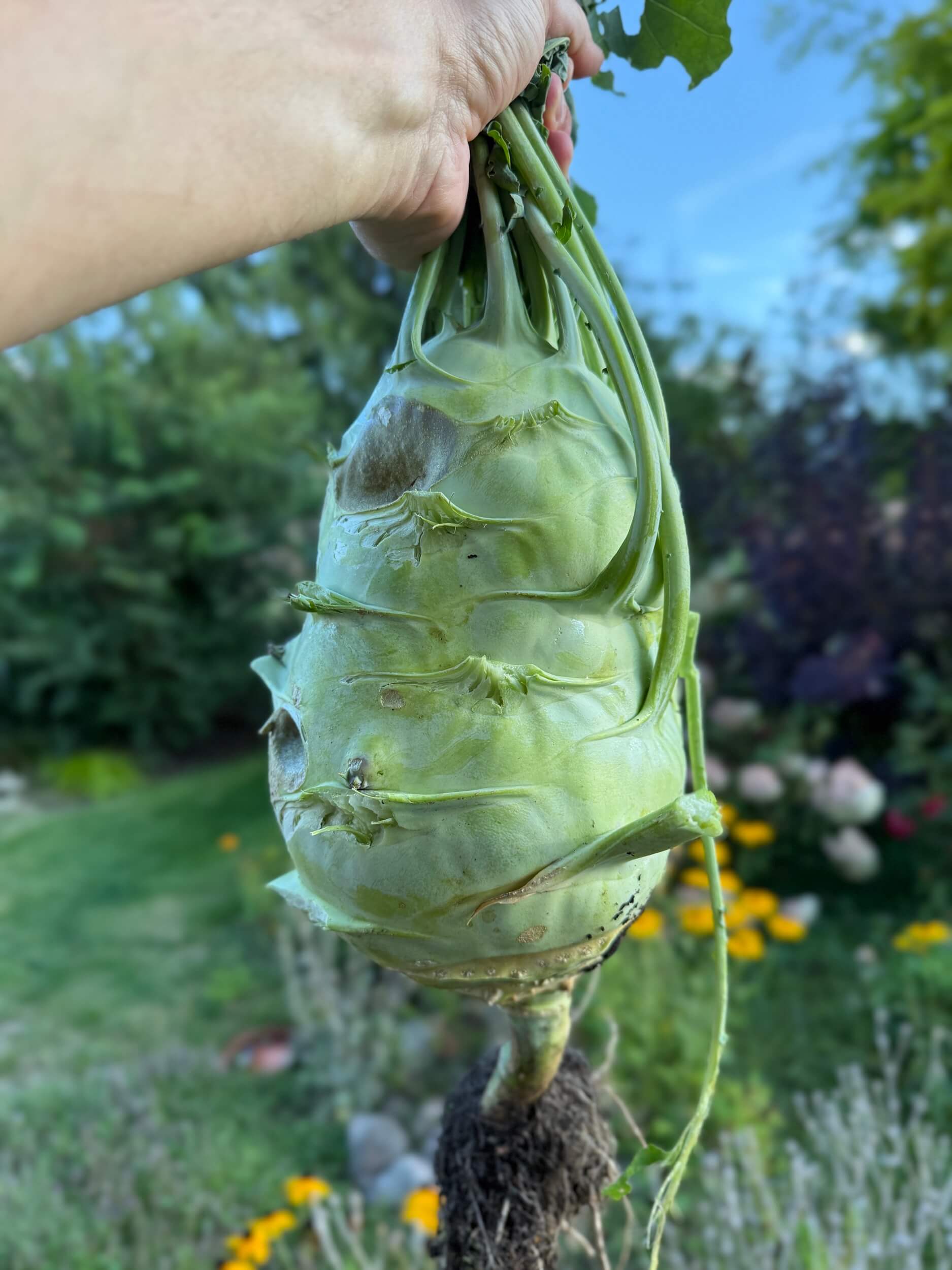 Kohlrabi