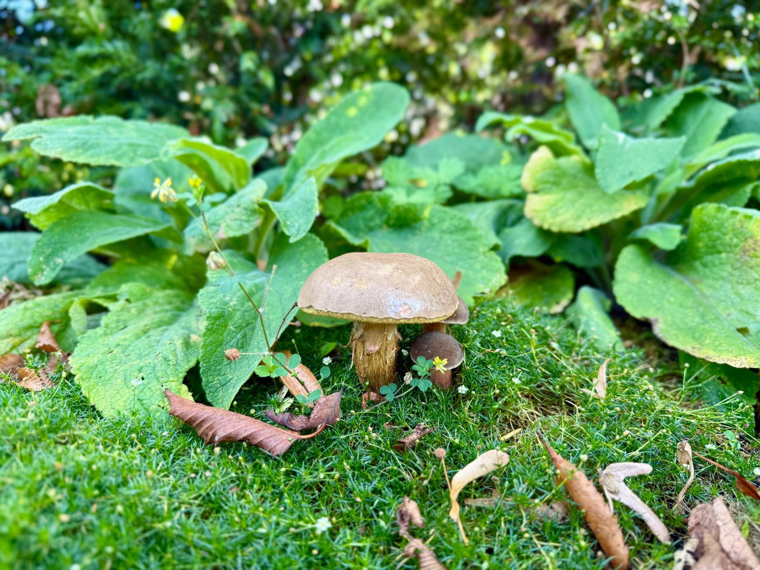 Pilz im Vorgarten