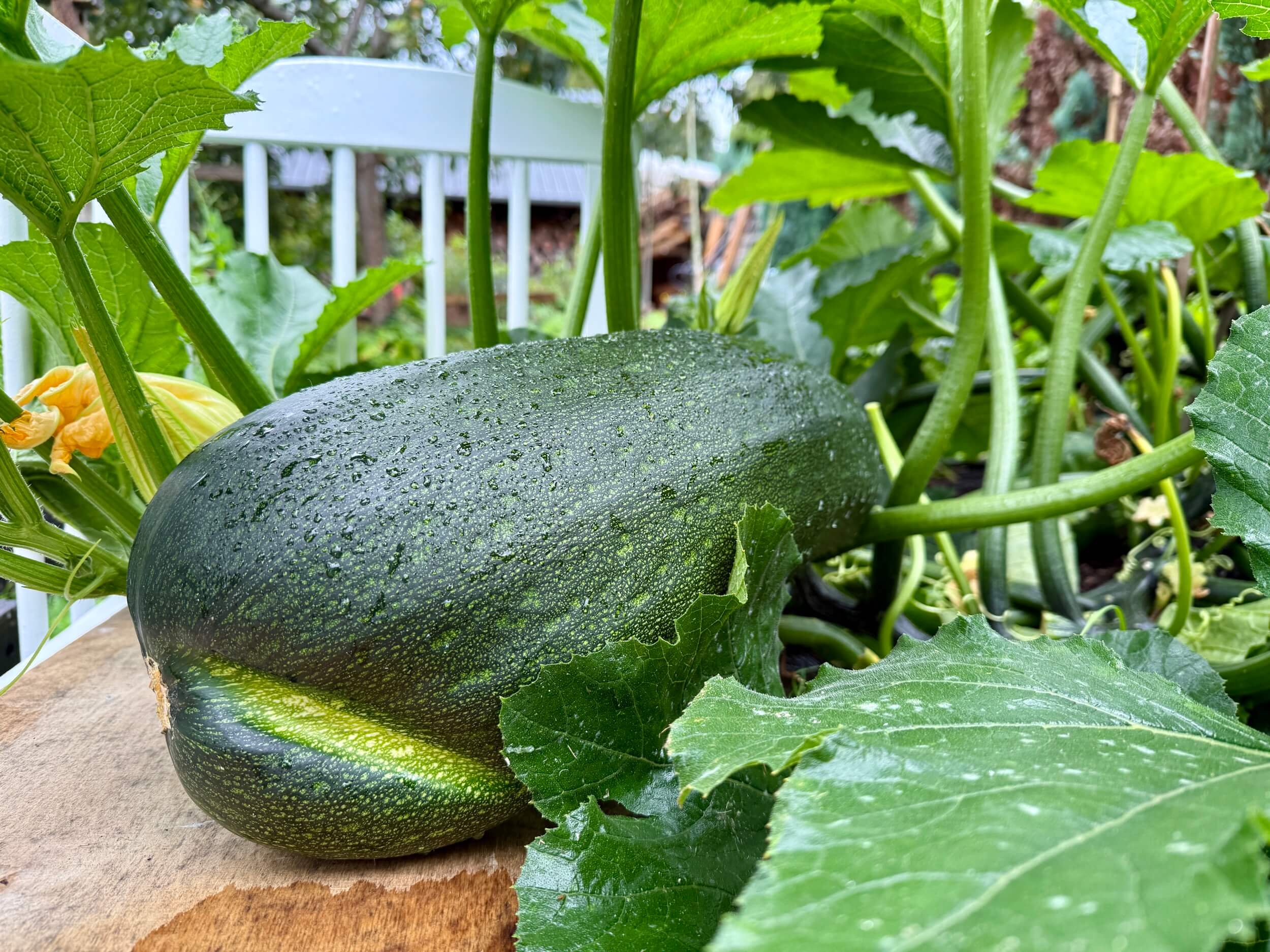 Zucchini