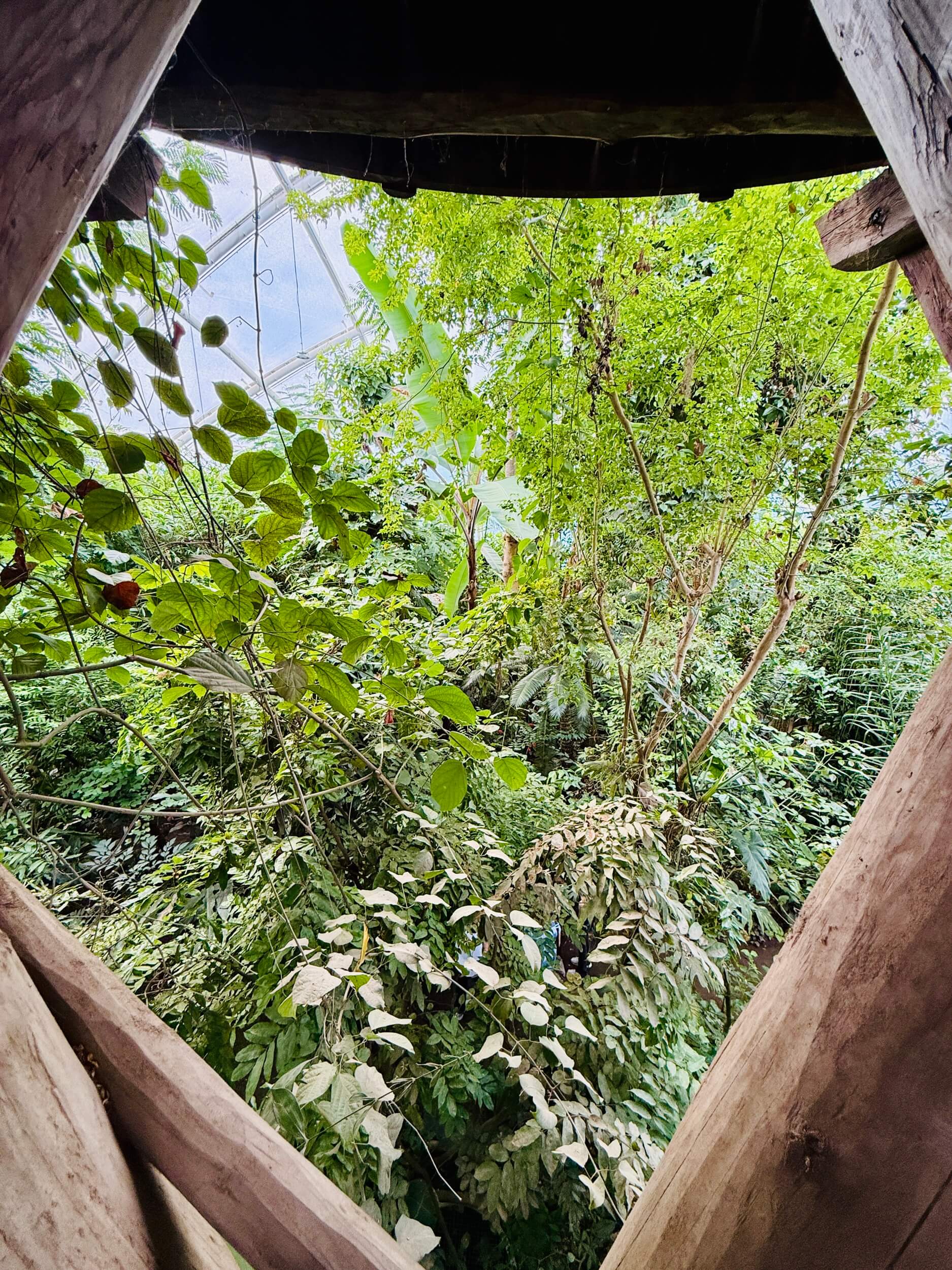 Gewächshäuser im Botanischen Garten Aarhus mit tropischer Vegetation