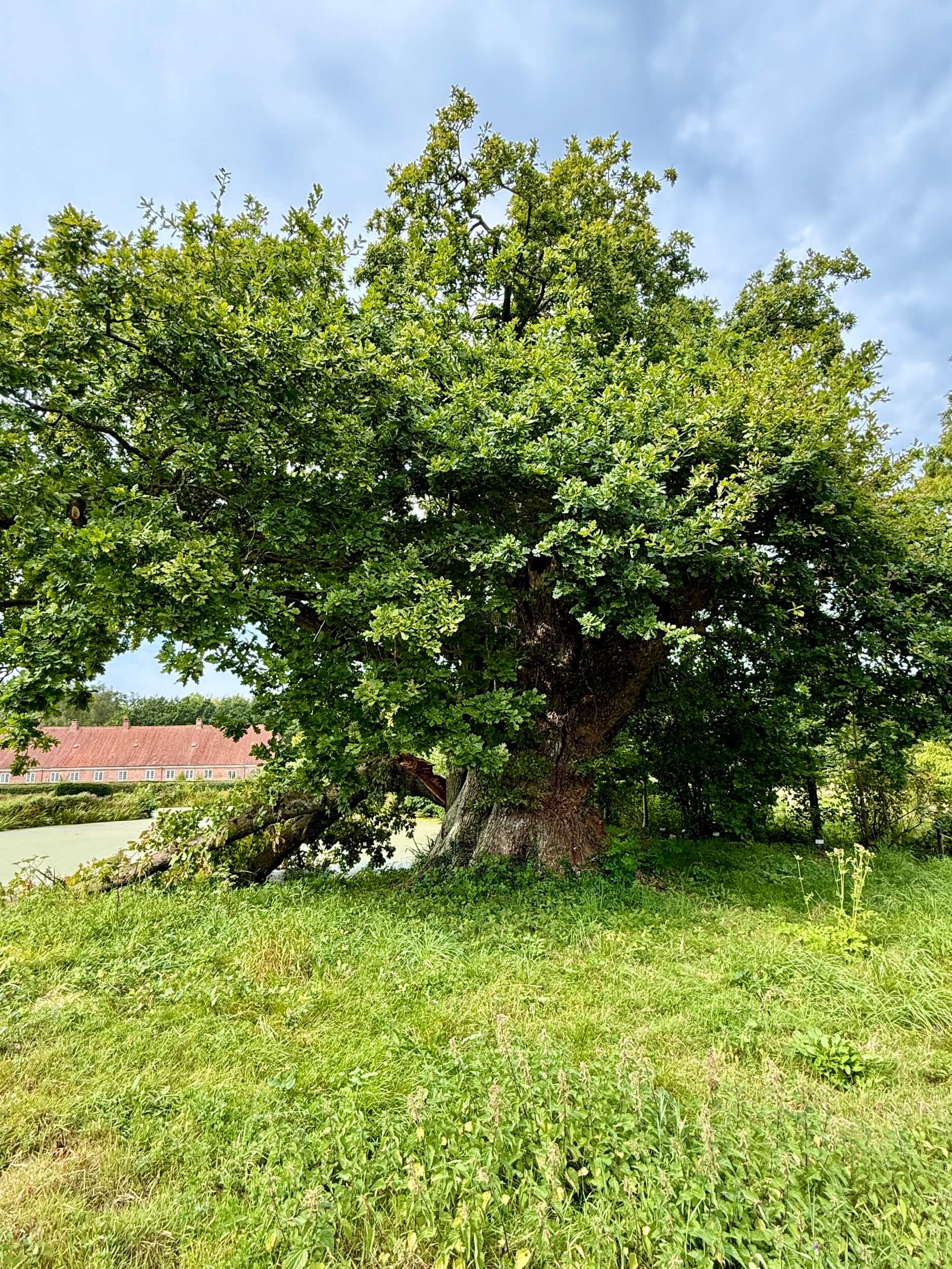 Hohle Boller-Eiche, geschätzt rund 1.000 Jahre alt