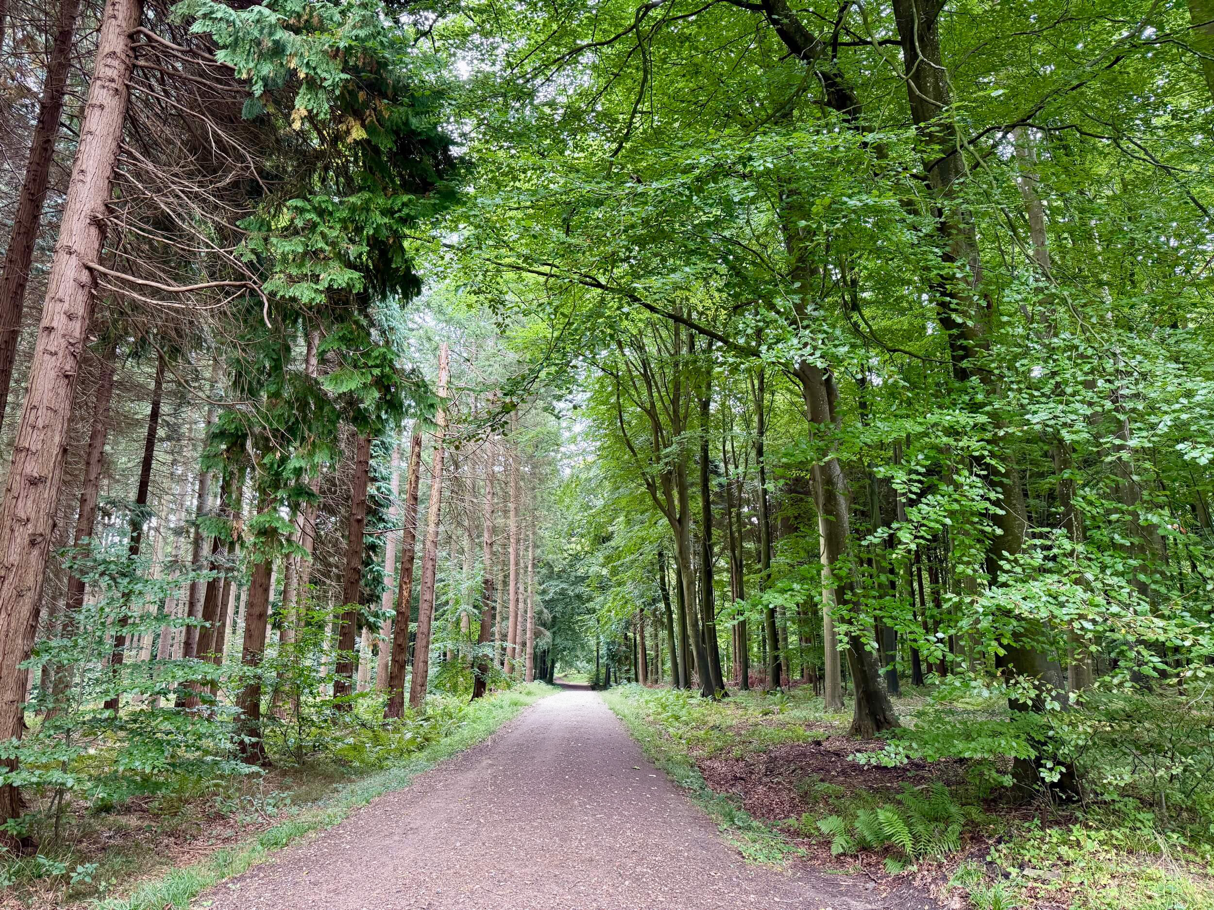 Buchenwald Boller Nederskov mit Pfad entlang des Fjords